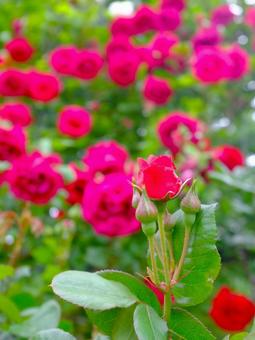 ピンクの薔薇 クローズアップ ピンクの薔薇 クローズアップの写真