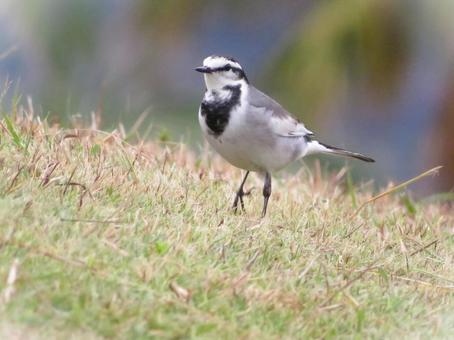 ハクセキレイと芝生 ハクセキレイ,野鳥,小鳥の写真素材