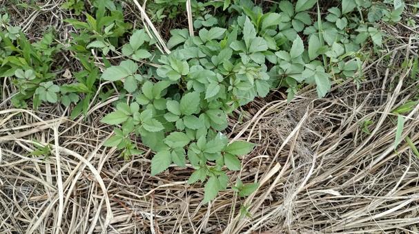 道端の雑草ヤブガシラ 道端の雑草ヤブガシラ ヤブガシラ,道端,雑草の写真素材