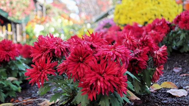 楽寿園の菊まつりにて 菊,秋,花の写真素材