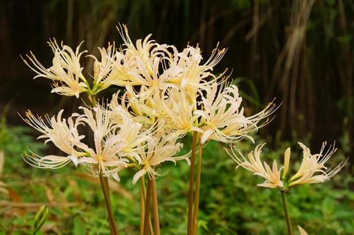 曼殊沙華 曼殊沙華 彼岸花,白,植物の写真素材