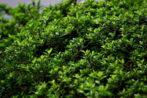 庭木と雨滴 雨滴,水,しずくの写真素材