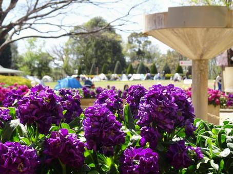 花壇の花-2 花壇の花-2の写真