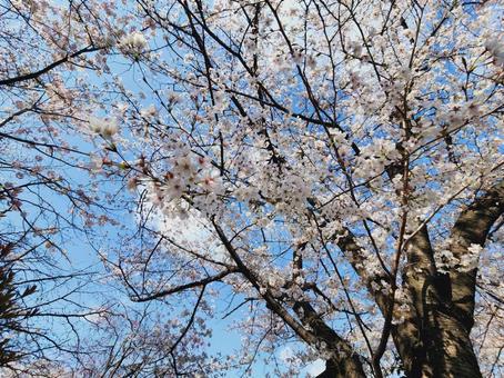 桜 桜の写真