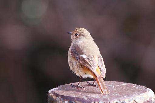 杭の上で空を見上げるジョウビタキ 鳥,ジョウビタキ,自然の写真素材