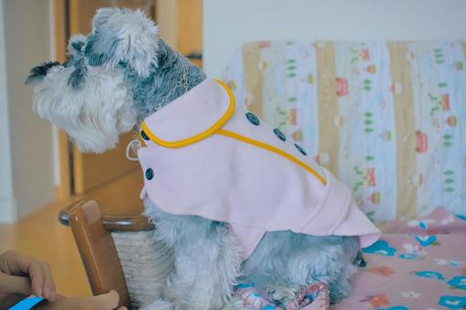 ミニチュアシュナウザー シュナウザー,ミニシュナ,犬の写真素材