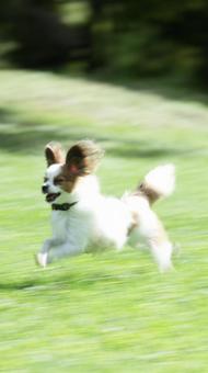 papillon papillon の写真