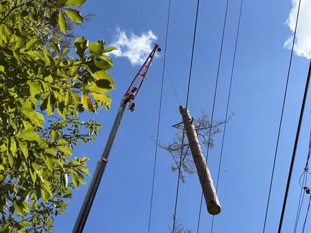 クレーンに吊るされた伐採された木の幹 クレーンに吊るされた伐採された木の幹 クレーン,幹,伐採の写真素材