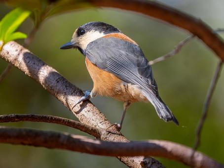 枝にとまるヤマガラ 枝にとまるヤマガラ ヤマガラ,野鳥,鳥の写真素材
