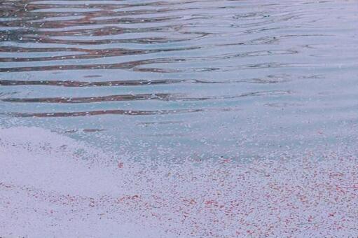 水面の桜の写真