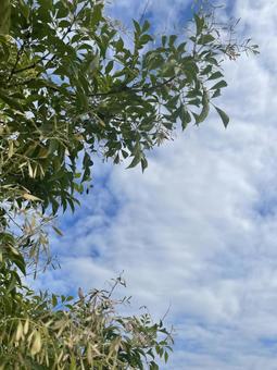 緑の木と雲のある青い空 緑の木と雲のある青い空の写真