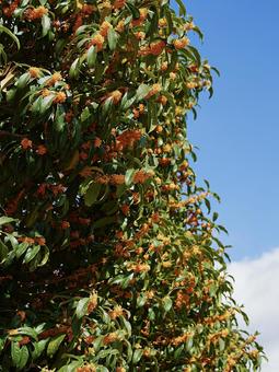 金木犀 秋,木,きんもくせいの写真素材