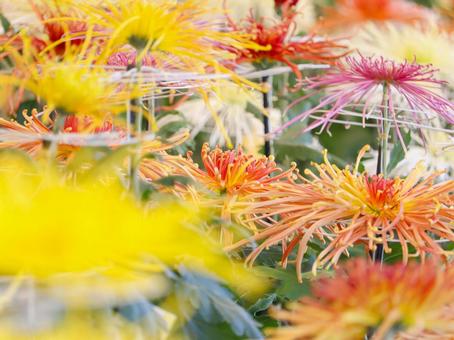 菊 菊 菊,菊の花,キクの写真素材