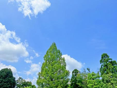 空と木 空と木の写真