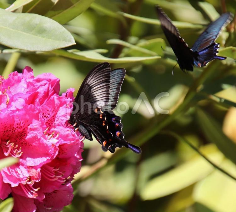 シャクナゲの周りを舞うアゲハチョウ 植物,自然,葉の写真素材