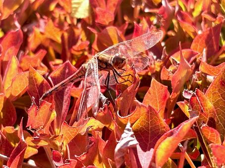 真っ赤な秋 02 アキアカネ,秋茜,トンボの写真素材