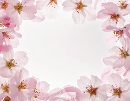 桜のフレーム 桜のフレームの写真