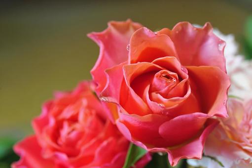 薔薇 薔薇の写真