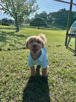 マルプー　けんけん マルプー,小型犬,ミックス犬の写真素材