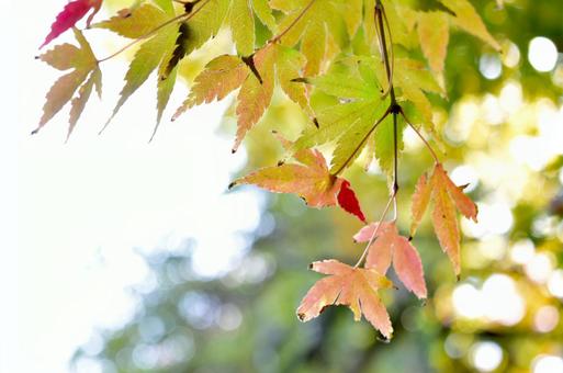 紅葉 紅葉の写真