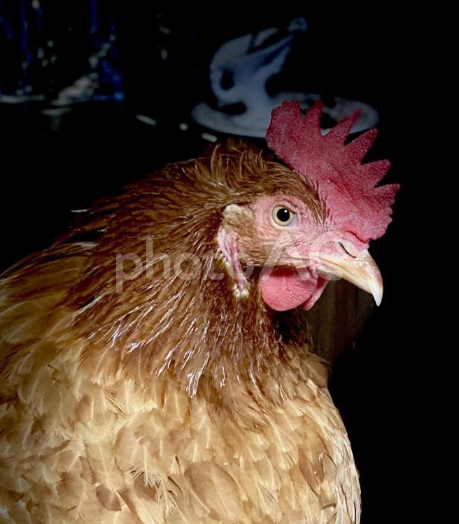 にわとり（茶）メス ニワトリ,とさか,鶏の写真素材