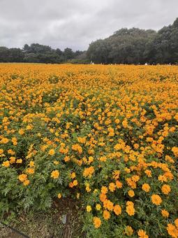 コスモス コスモス,黄色,ひたちなか海浜公園の写真素材