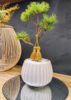 Photo, five-year pine, potted plants, wood, 