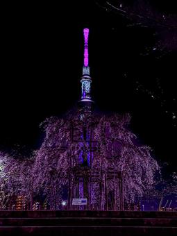夜桜とスカイツリー 枝垂れ桜,ネオン,キラキラの写真素材