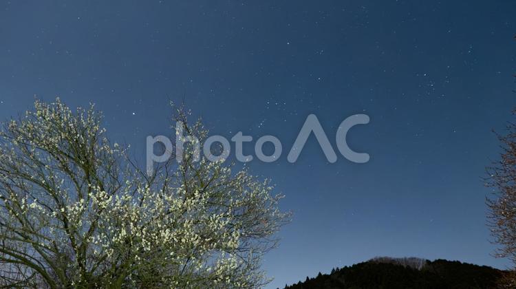 梅の枝に寄り添うオリオンの夜 梅,花,枝の写真素材