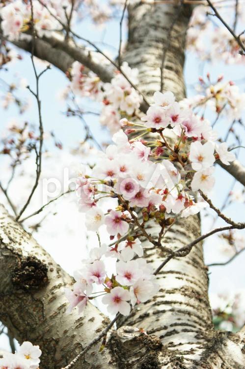 近くのソメイヨシノ桜 木,桜,ソメイヨシノ桜の写真素材