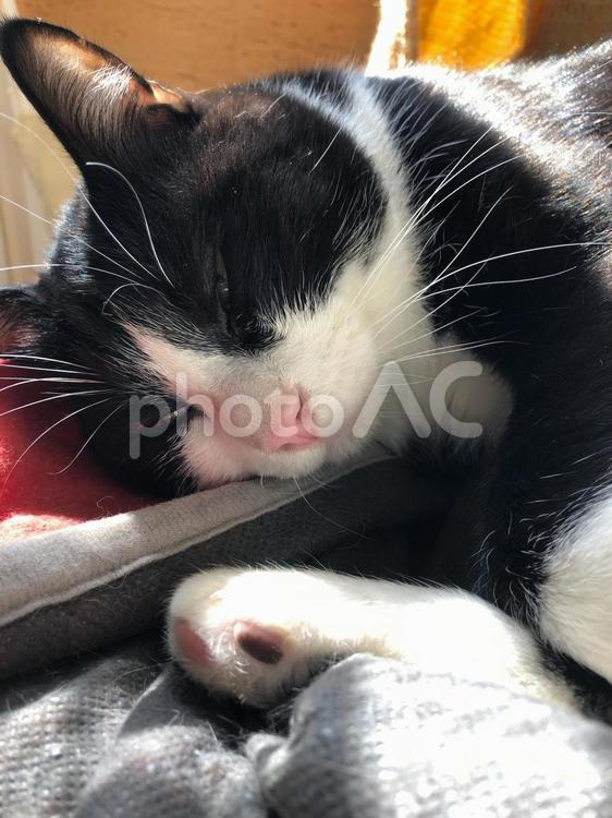 何もしたくない猫 猫,ネコ,ねこの写真素材