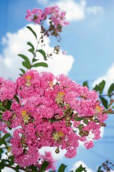 百日紅の花 百日紅の花の写真