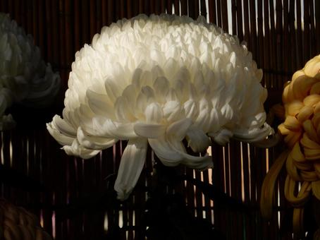 【風景写真】福山菊花展覧会の風景 キク,菊,菊花展の写真素材
