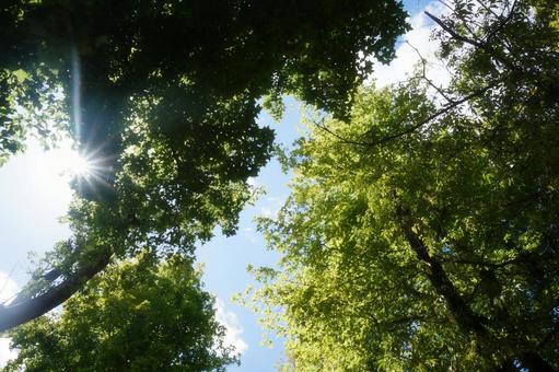 木陰から見上げた夏の空の写真