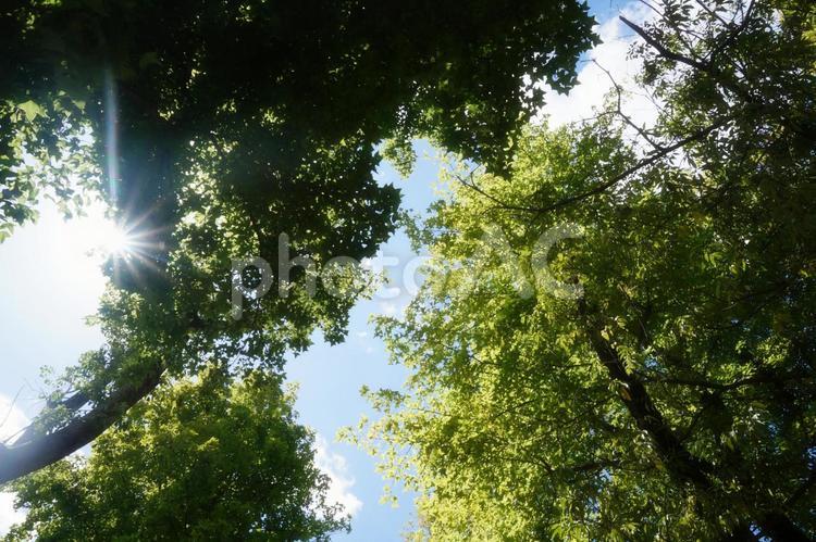 木陰から見上げた夏の空 木,見上げる,木陰の写真素材