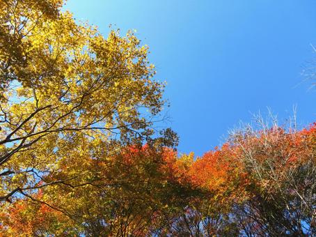 矢祭山の紅葉 矢祭山の紅葉の写真