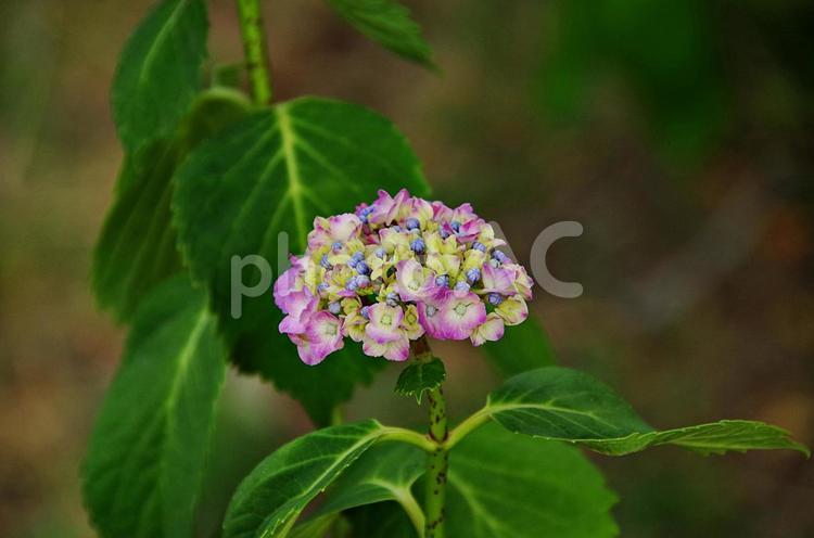 アジサイの季節 アジサイ,紫陽花,鮮やかの写真素材