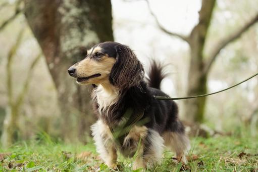 お散歩中のミニチュアダックス お散歩中のミニチュアダックス 犬,ミニチュアダックス,ダックスフンドの写真素材