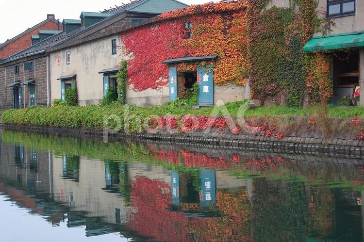 ツタの似合う街小樽 うららか,もみじ,グラデーションの写真素材
