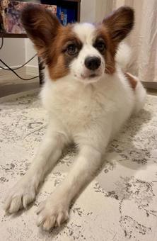 凛々しい犬ですね 凛々しい犬ですねの写真