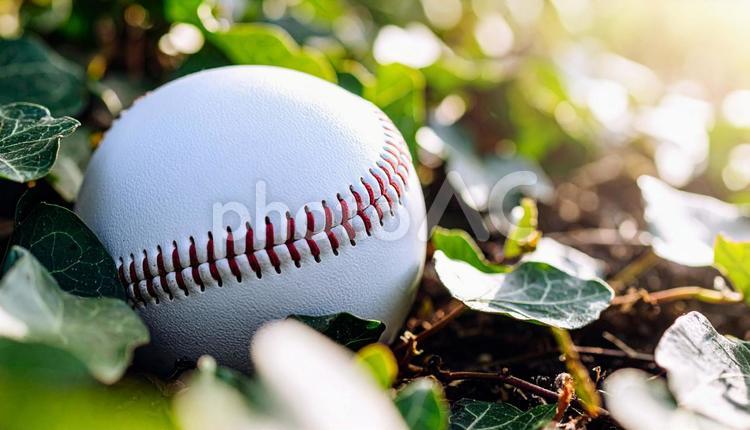 野球イメージ　机の上の野球ボール 野球ボール,アイビー,敗北の写真素材