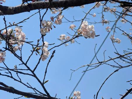 美しい青い空と桜の花 美しい青い空と桜の花 サクラ,春,ピンクの写真素材
