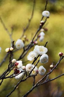Plum (Tamabotan), JPG Plum (Tamabotan), JPG