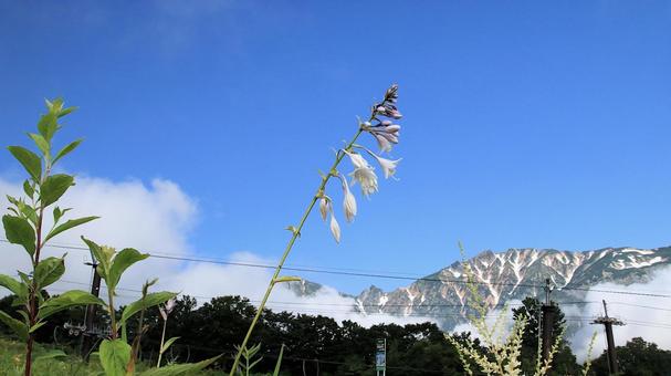 白馬五竜高山植物園 ナメルギボウシ 白馬五竜高山植物園 ナメルギボウシの写真