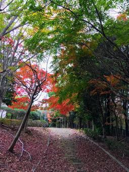 赤と緑のコントラストが美しい秋の風景 赤と緑のコントラストが美しい秋の風景 紅葉,もみじ,楓の写真素材
