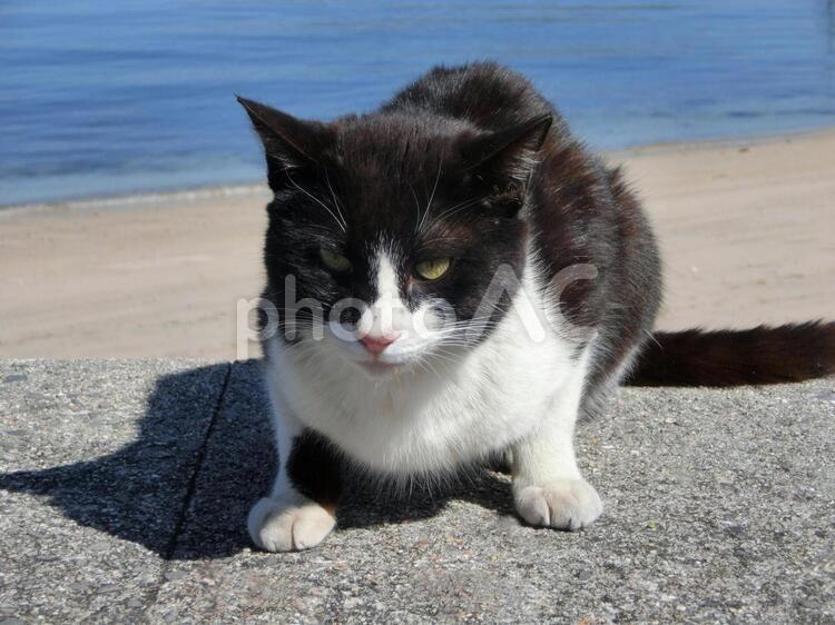じっと構えて猫 キャト,ネコ,可愛い猫の写真素材