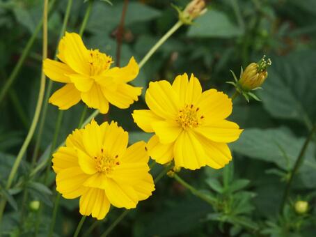 キバナコスモスのマクロ写真 キバナコスモス,草花,橙黄色の写真素材
