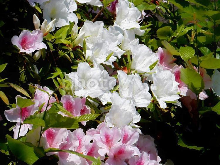 【花の写真】ツツジ ツツジ,つつじ,躑躅の写真素材