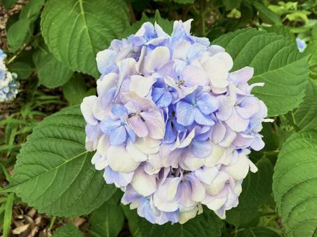Photo, hydrangea, rainy season, june, 