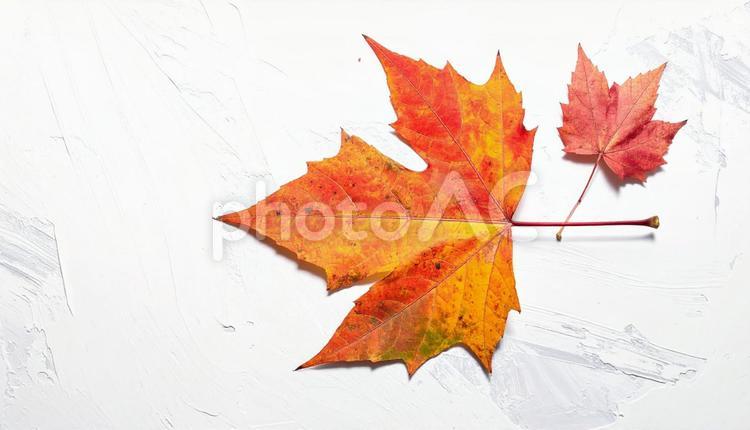 モミジの葉っぱ　白背景　秋素材 紅葉,モミジ,葉の写真素材
